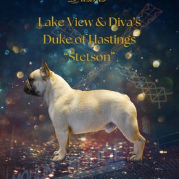Stetson - French Bulldog