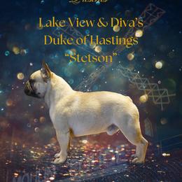 Stetson - French Bulldog