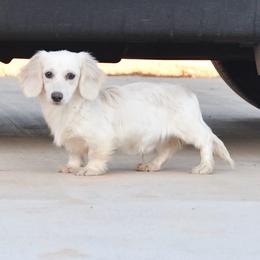 Arlo - Cream male Dachshund puppy in Martinsville, Virginia from Martin’s Doxies