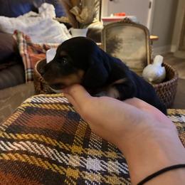 Prince Charming - Black and tan male Dachshund puppy in Nacogdoches, Texas from Heavenly Dachshunds