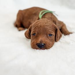 Cupid - Red  male Goldendoodle puppy in Twin Falls, Idaho from Magic Valley Family Doodles