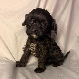 BlackBerry - Black female Cavapoo puppy in El Sobrante, California from Mckendra's Legacy