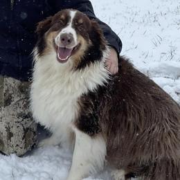 Australian Shepherd Puppies from Page Family Homestead