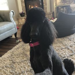 Luna - Poodle