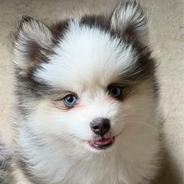 Fluffy boy - Wolf sable male Pomsky puppy in Magnolia, Texas from Solace Shelties and Pomskies