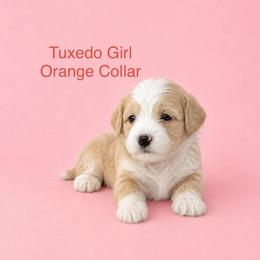 Orange Collar Girl - Yellow and white female Bernedoodle puppy in Port Charlotte, Florida from Islands Wheatens and Poodles
