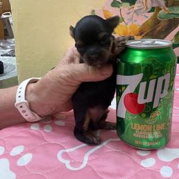 Thumbelina - Black and gold female Yorkshire Terrier puppy in Phoenix, Arizona from Coursey’s Yorkies