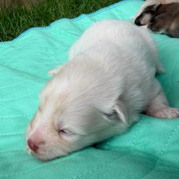 Gus McCrae - White male Pomsky puppy in Blue Earth, Minnesota from Blue Sky Pomsky
