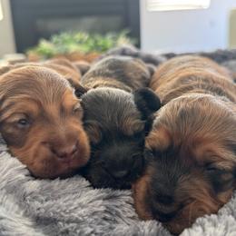 Dachshund puppies from For the Love of Doxens