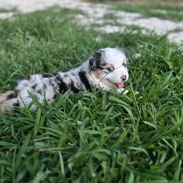 Blue Collar Girl - Blue merle female Australian Shepherd puppy in Hartville, Missouri from Stamper K9’s