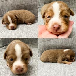 Red tri female - Red tri female Toy Australian Shepherd puppy in Brooker, Florida from Honey, I Shrunk the Aussies