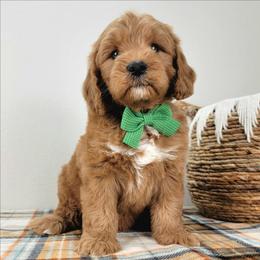 Tristan - Red male Bernedoodle puppy in Temecula, California from Oodles O'Doodles
