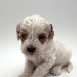 Bennie - Apricot male Australian Labradoodle puppy in Denton, Texas from Dignity Labradoodles