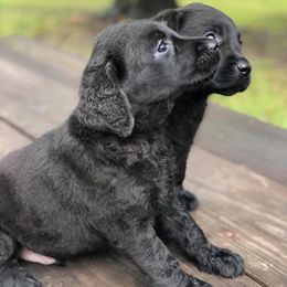 Labrador Retriever Puppies from Cross G Farms