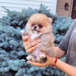Oliver - Orange sable male Pomeranian puppy in Waterloo, Indiana from Garcias Pomeranian