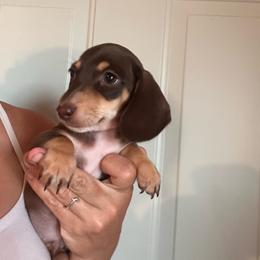 Chip - Chocolate and tan male Dachshund puppy in Cheyenne, Wyoming from Great Basin Hounds