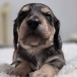 Orion - Dapple male Dachshund puppy in Nine Mile Falls, Washington from River Run Doxies