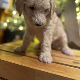 Bernedoodle and Double Doodle Puppies from ETX Dandy Doodle
