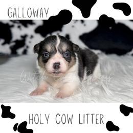 Galloway - Black and white female American Corgi puppy in Greenwood, Indiana from Witch Creek Corgis