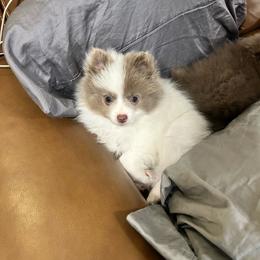 Chevy - Blue parti male Pomeranian puppy in Plano, Texas from Madison Park Poms