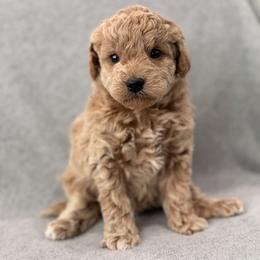 Boy 4 - Red  male Goldendoodle puppy in Somerset, Kentucky from Hilltop Doodles KY LLC