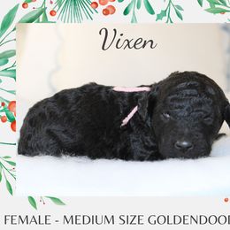 Vixen - Black female Goldendoodle puppy in Wilson, North Carolina from Cedar Creek Doodles