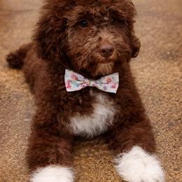 Aries - Brown male Lagotto Romagnolo puppy in Elgin, Texas from Moreno Casa De Honos