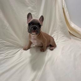 Mr. Brown - Fawn and white male French Bulldog puppy in Anaheim, California from Brightest Days Ahead