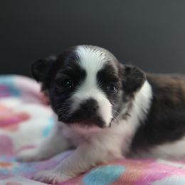 Mi-Ki Puppies from Phantastic Mi-kis