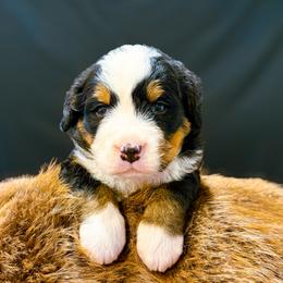 Figgy - Black rust and white female Bernese Mountain Dog puppy in Alabama from Dogwood Creek Bernese