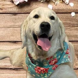 Bianca - Golden Retriever