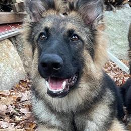 German Shepherds from Granite State K9 / Vom Jaren Haus Kennel