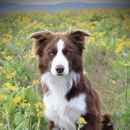 Clark - Border Collie