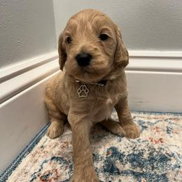 Brown Boy - Cream male Goldendoodle puppy in Largo, Florida from My Favorite Doodle
