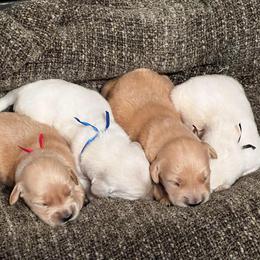 Boy 4 - Golden male Golden Retriever puppy in Graysville, Tennessee from Country Goldens and Mountain Top Cavaliers