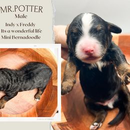 Boy 4 - Tri-color male Bernedoodle puppy in Hilton, New York from The House of Goldendoodle