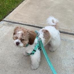 Shihpoo puppies from Boutique Doodles
