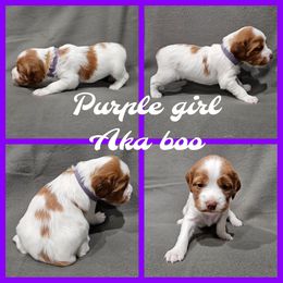 Boo - White and orange female Brittany puppy in Osseo, Wisconsin from On Fire Brittanys