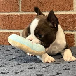 Steve Jr. - Red male Boston Terrier puppy in Conyers, Georgia from Dixe Hill Dogs
