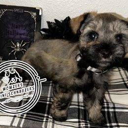 Pearl - Salt and pepper female Miniature Schnauzer puppy in Conroe, Texas from Wowzers Mini Schnauzers