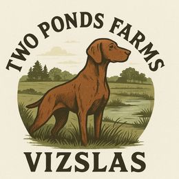 Vizsla puppies from Two Ponds Farm Vizslas