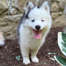 Purple Collar - Black and white female Pomsky puppy in Exeter, Rhode Island from Ocean State Pomskies