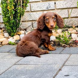 Girl 3 - Chocolate and tan female Dachshund puppy in Boston, Massachusetts from London’s puppies