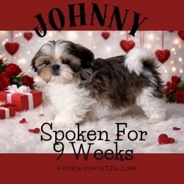Romeo - Gold and white male Shih Tzu puppy in Hayden, Idaho from Phoenix Shih Tzu