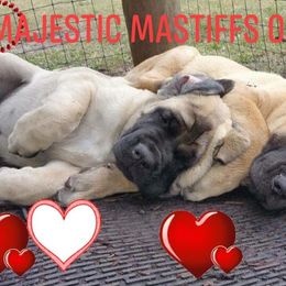 Mastiff Puppies from Majestic Mastiffs of Florida
