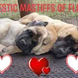Mastiff Puppies from Majestic Mastiffs of Florida