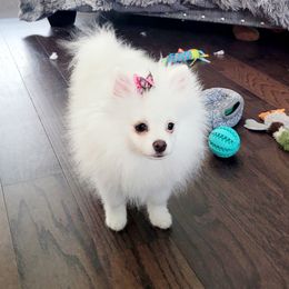 Pomeranian Puppies from Hemolele Poms