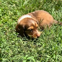 AKC Moose - Chocolate and tan male Dachshund puppy in Knoxville, Tennessee from Thea's Puppies