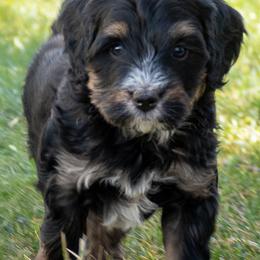 Dr. Pepper - Tri-color male Bernedoodle puppy in Roy, Utah from Doodles are Amazing