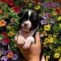 Midnight - Black female American Staffordshire Terrier puppy in Clintwood, Virginia from SkyBlue Kennel